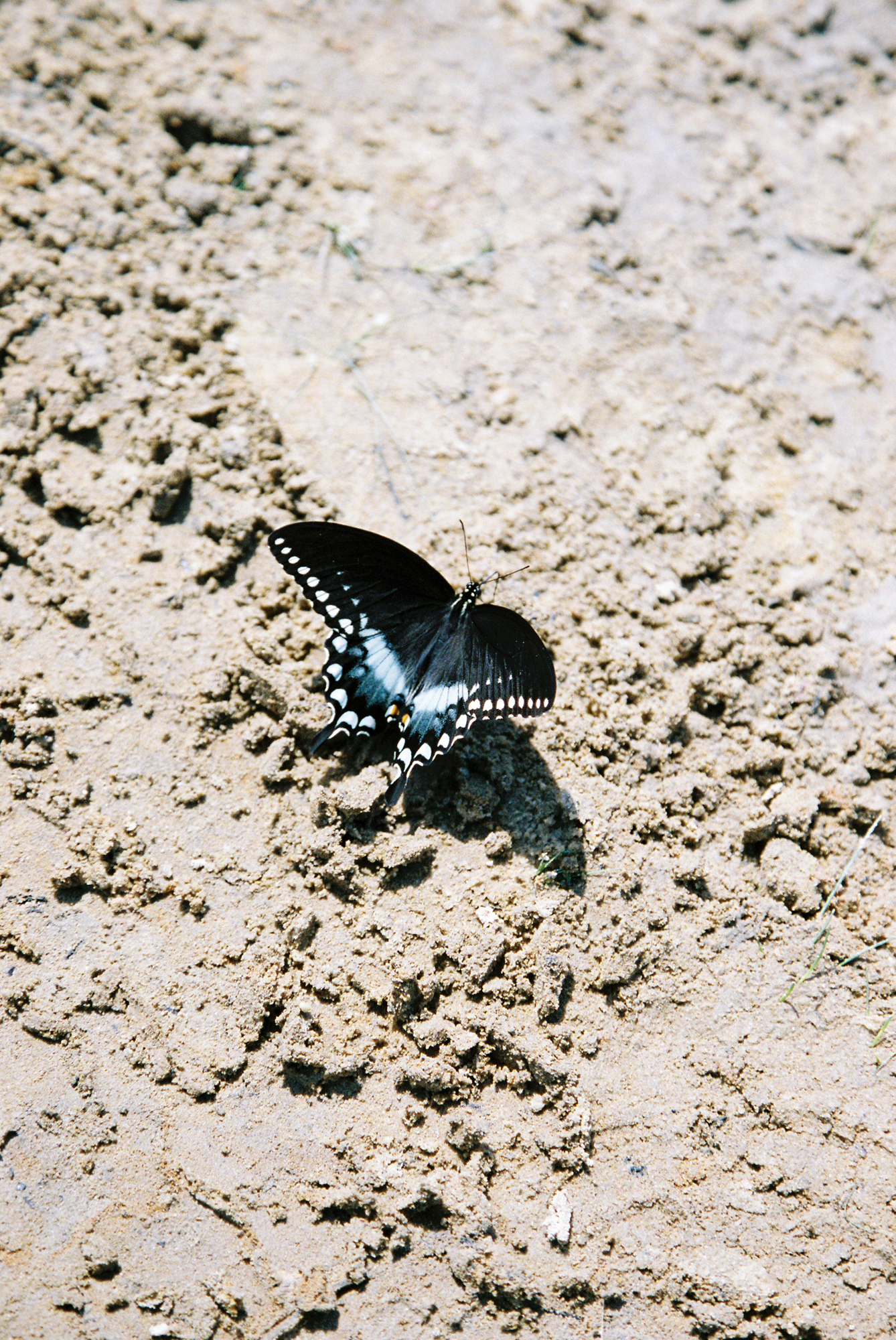 Read more about the article BUTTERFLY WATERS